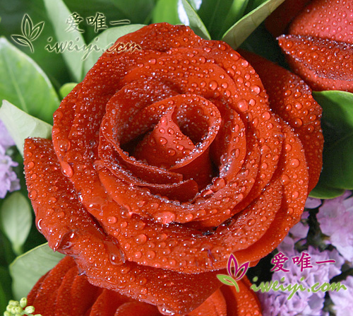 rosas
