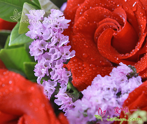 rosas rojas