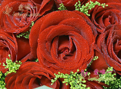 red roses