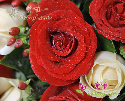rosas rojas