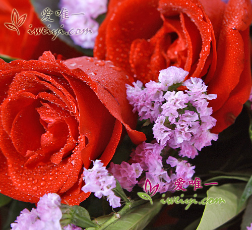 rosas rojas