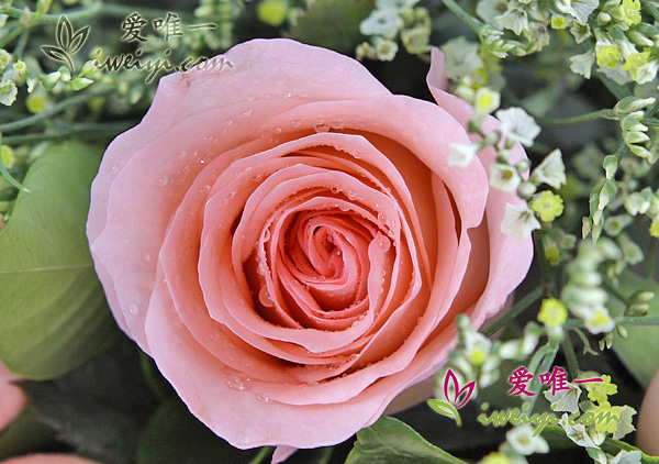 claveles rosas