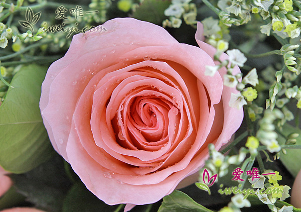 pink carnations