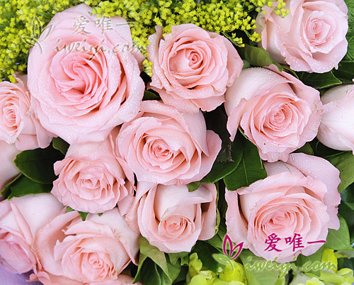 rose rosa