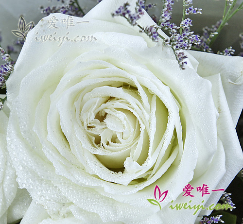rosas
