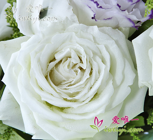 weiße Rosen