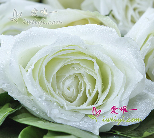 rosas champagne