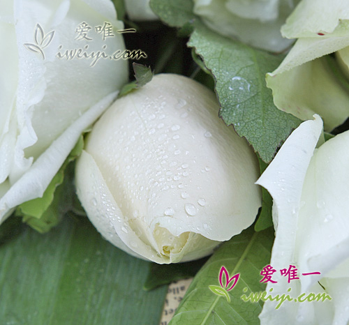 rosas