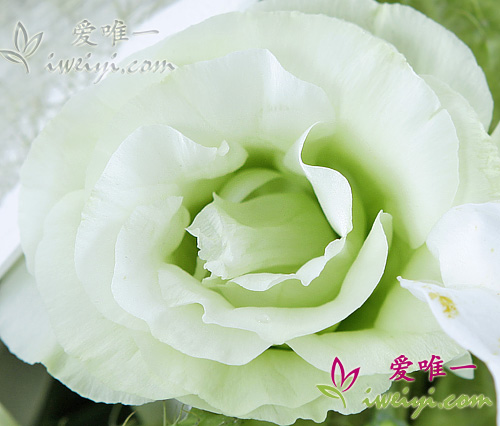 white perfume lilies