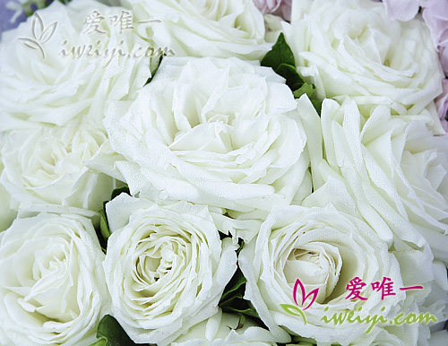 white roses