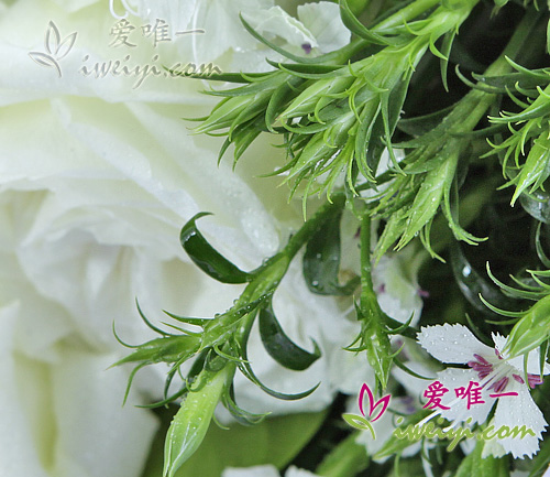 lisianthus