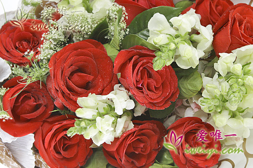 rosa Löwenmäulchen