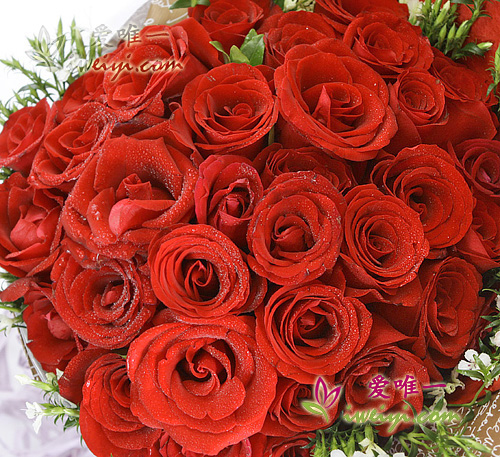 rosas rojas