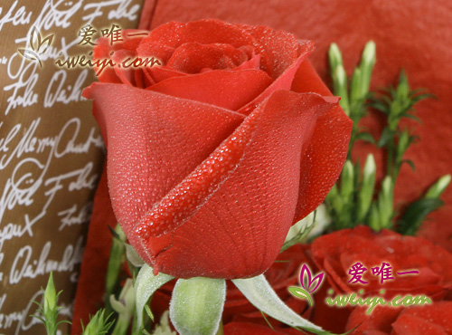 rosas