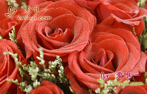 Fresh red roses to China