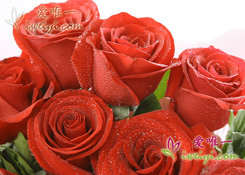 18 roses de couleur rouge
