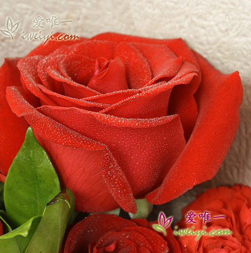 10 hochwertige rote Rosen