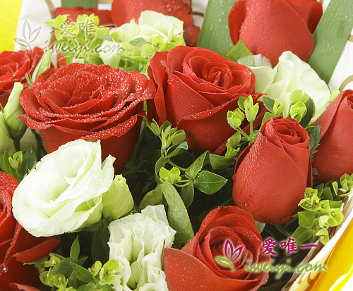 red roses