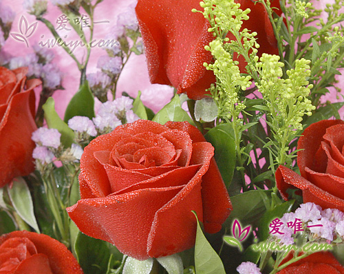 rosas