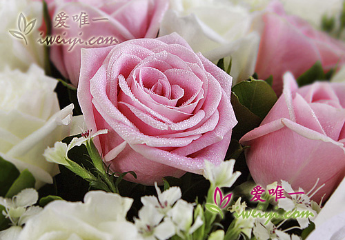 bouquet de roses blanche et rose