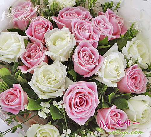 pink roses