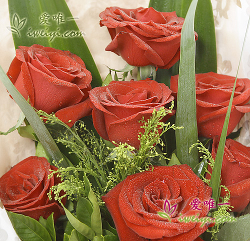 rose rosse