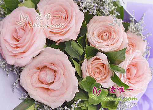 pink roses