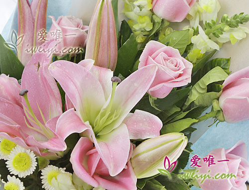 粉紅色百合