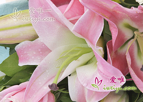 粉紅玫瑰