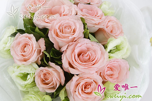 Lisianthus