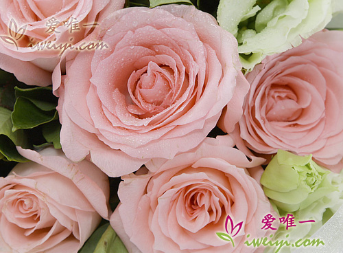 rosa Rosen