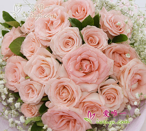 pink roses