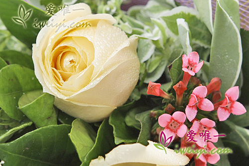 rose champagne