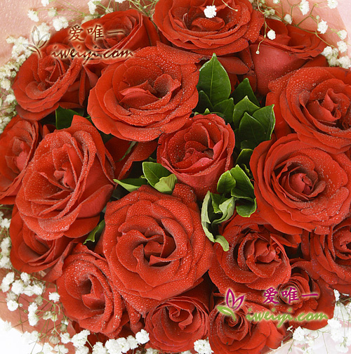 red roses