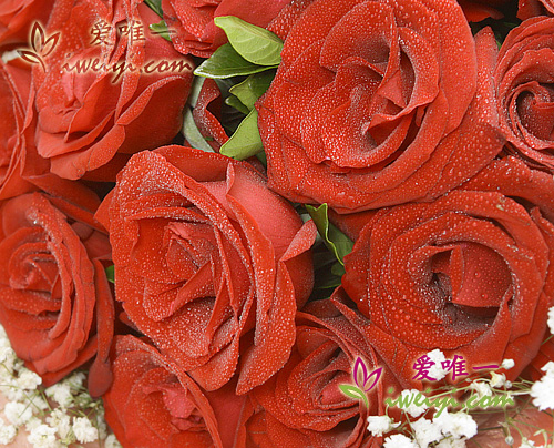 roses rouges