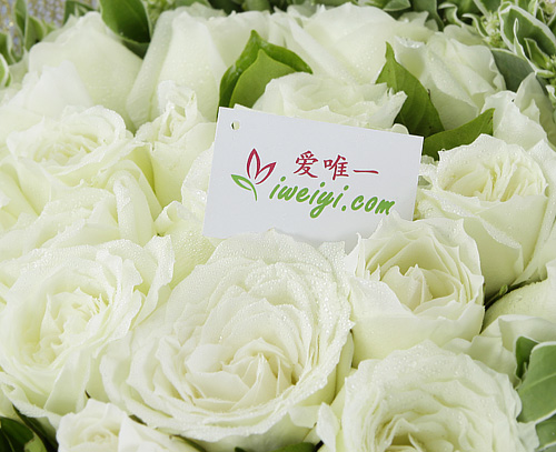 weiße Rosen