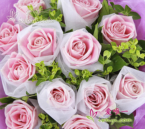 pink roses