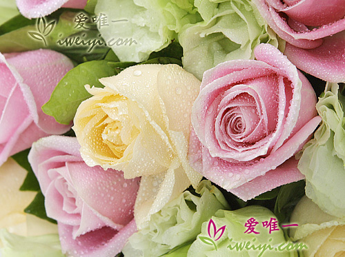 rose rosa
