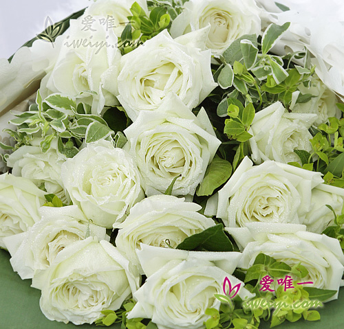 white roses