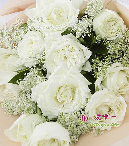 roses blanches