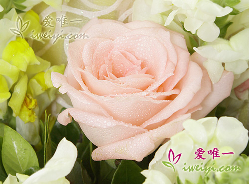 send a bouquet of pink roses to China