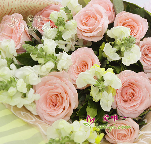 rose rosa