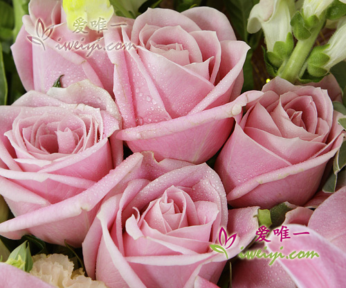 send a bouquet of pink roses to Chine