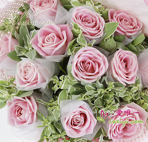 pink roses