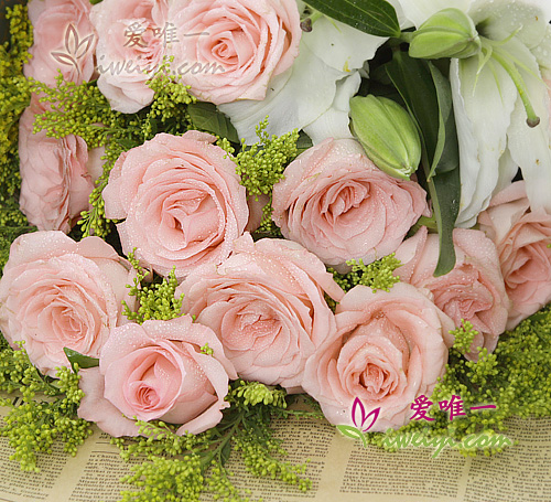 rose rosa