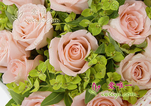 rose