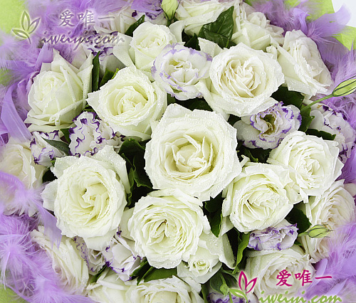 rose bianche