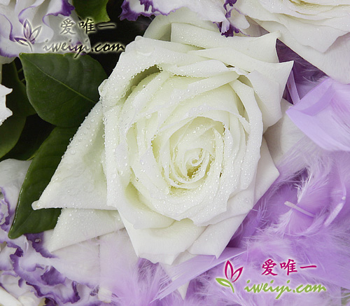 rose