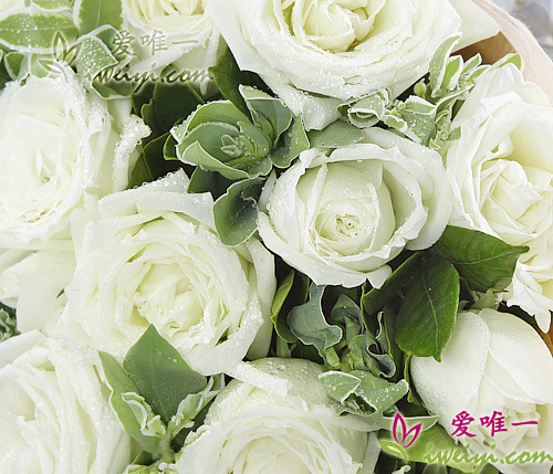 roses blanches