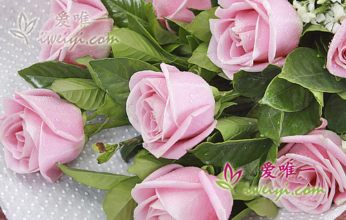 rose rosa